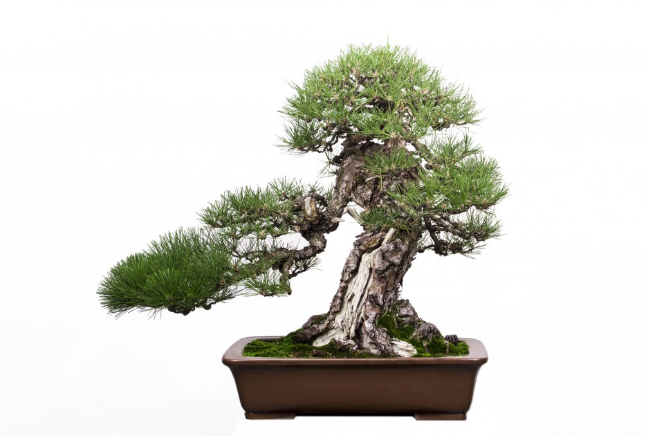 Bonsai