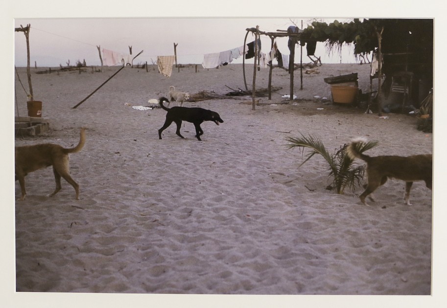 Gabriel Orozco, "Dogs in Chacaua", 1999. Courtesy of Patricia Martín.