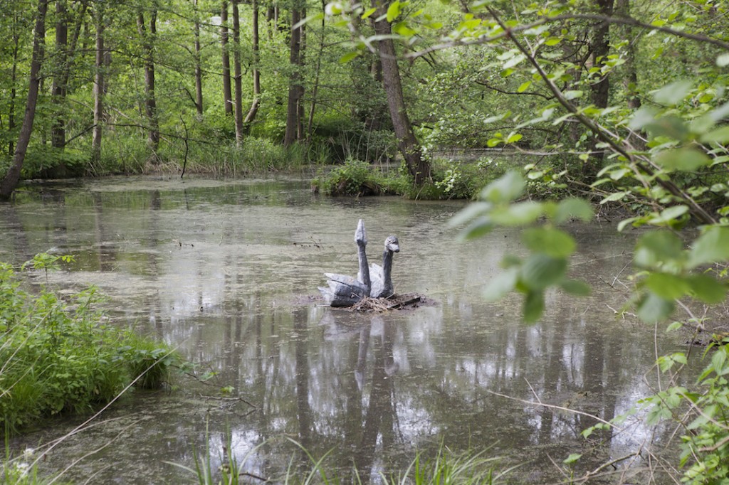 Uwe Schloen, Two Swans, 2015, courtesy of Dr Till Richter. The latest piece in the collection, carved out of massive larch wood and clad with lead pieces.