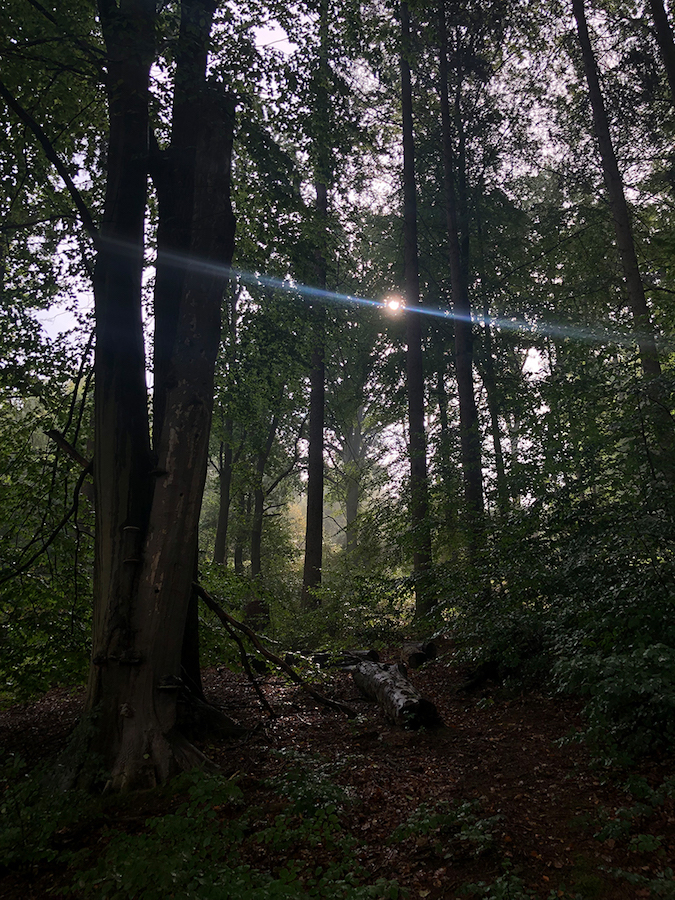 WAI is located in a western extension of the Sachsenwald Forest. Courtesy of WAI.